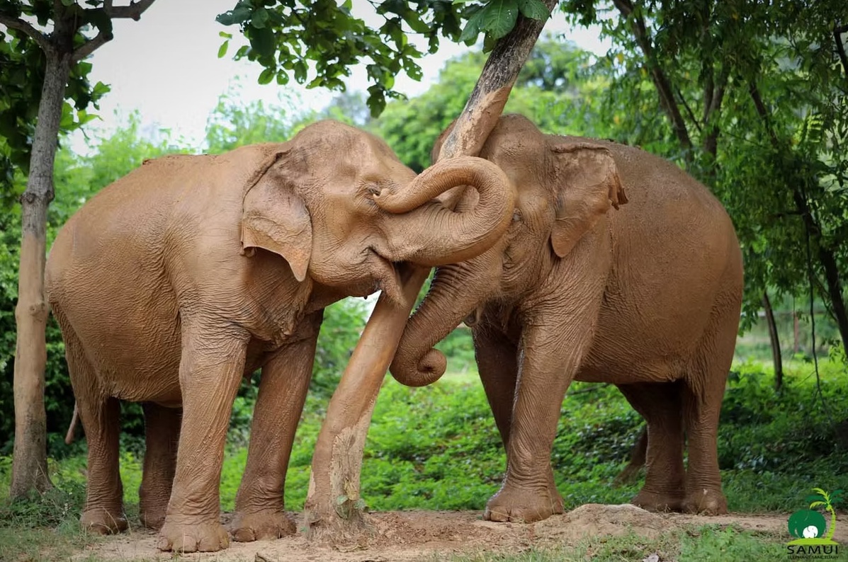 Luxevacay - Koh Samui - Day Tripping - Samui Elephant Sanctuary